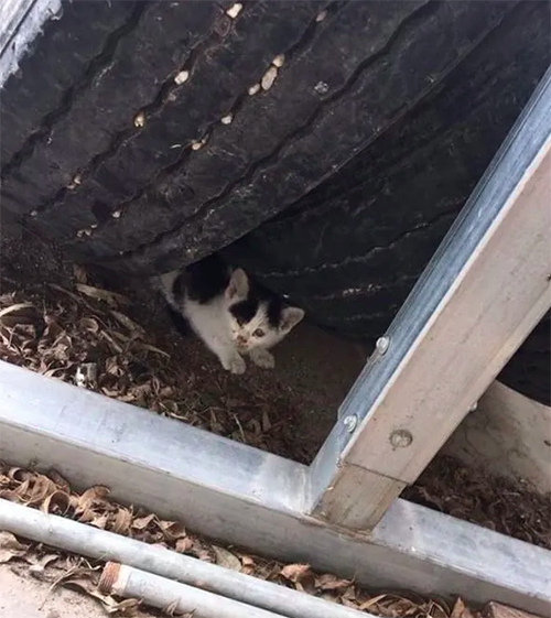 Goodrich gatito abandonado