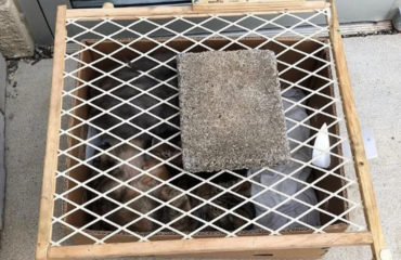 Gran familia de gatitos