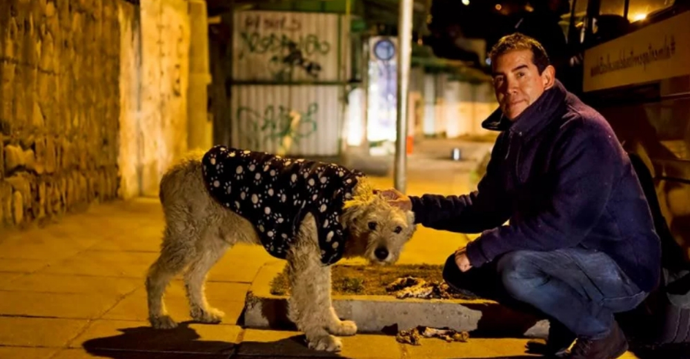 Un hombre abandona su exitoso empleo para dedicarse a alimentar a los perritos de las calles Un hombre abandona su exitoso empleo para dedicarse a alimentar a los perritos de las calles