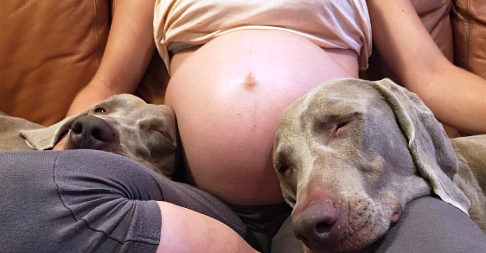 Se acurrucan en la barriga de su mamá esperando al bebé – Su reacción al conocerlo se hace viral Se acurrucan en la barriga de su mamá esperando al bebé – Su reacción al conocerlo se hace viral