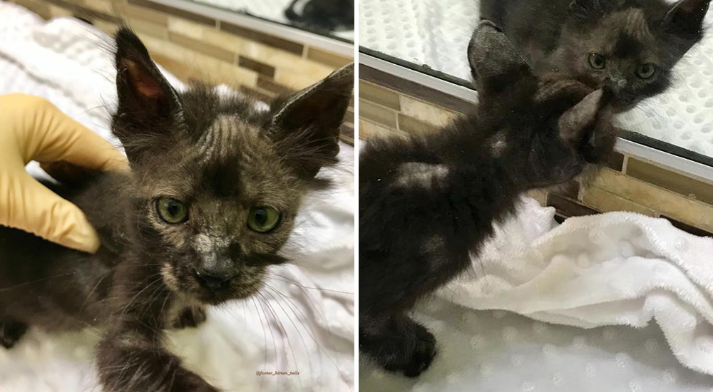 Casi pierde la vida pero tras semanas de lucha se convierte en la gata más esponjosa que existe