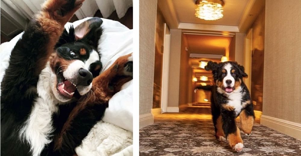 Un hotel tiene su propia mascota residente que se acurruca con todos los huéspedes Un hotel tiene su propia mascota residente que se acurruca con todos los huéspedes