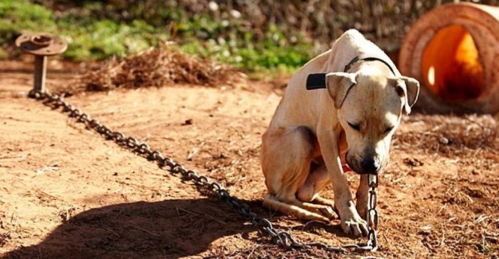 Aprueban una ley que considera la maldad animal como una falta grave y se pagará tras las rejas Aprueban una ley que considera la maldad animal como una falta grave y se pagará tras las rejas