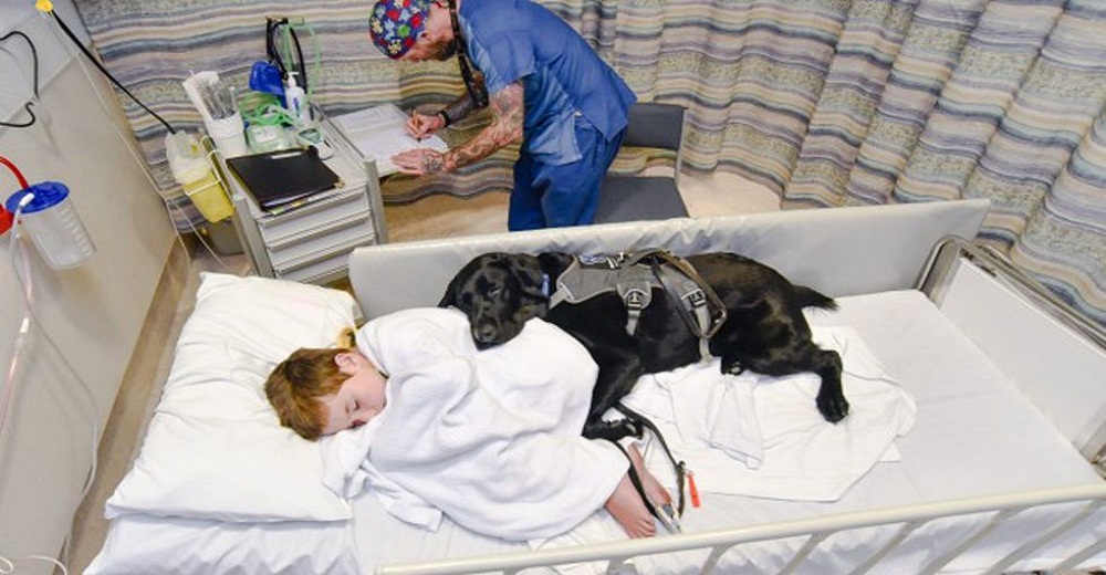 Este leal perrito cuida a su mejor amigo con autismo hasta en la cama del hospital