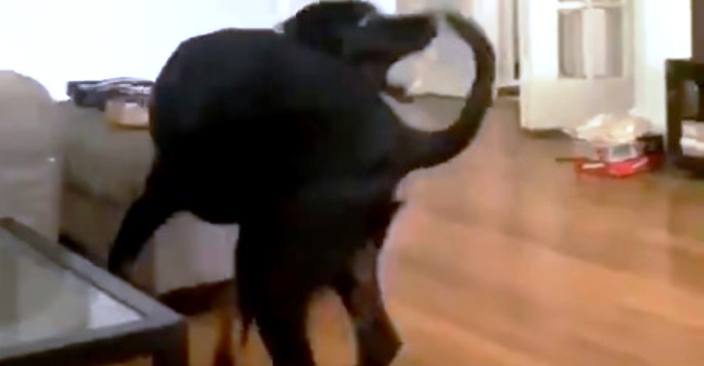 Un perro lucha por morderse la cola – Cuando lo logra tiene una crisis existencial