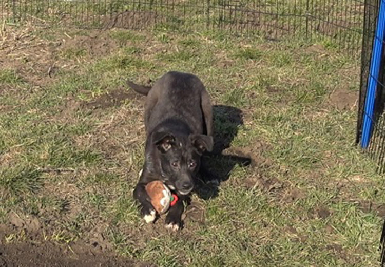 Mina perrita con miedo