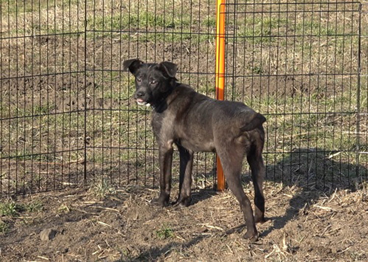 Mina perrita con miedo