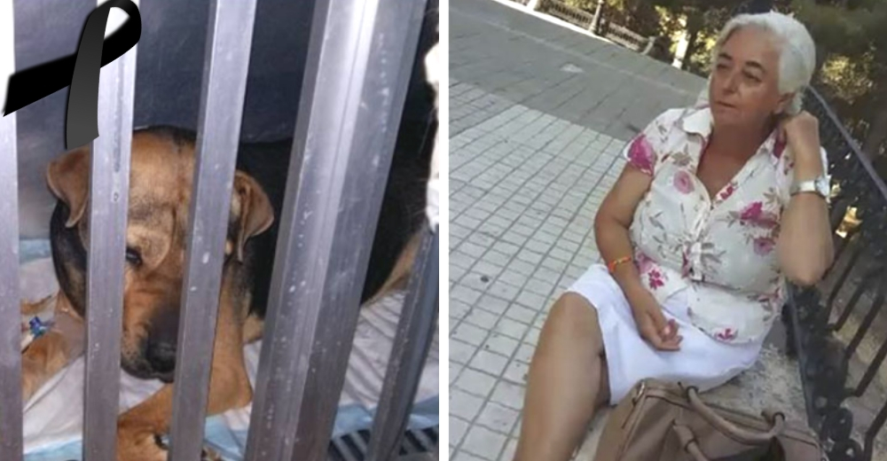 La indignante justificación de una mujer tras haber acabado con la vida de un indefenso animal La indignante justificación de una mujer tras haber acabado con la vida de un indefenso animal