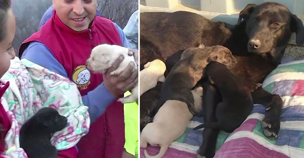 Una increíble madre entierra a sus cachorros para salvarlos de un incendio