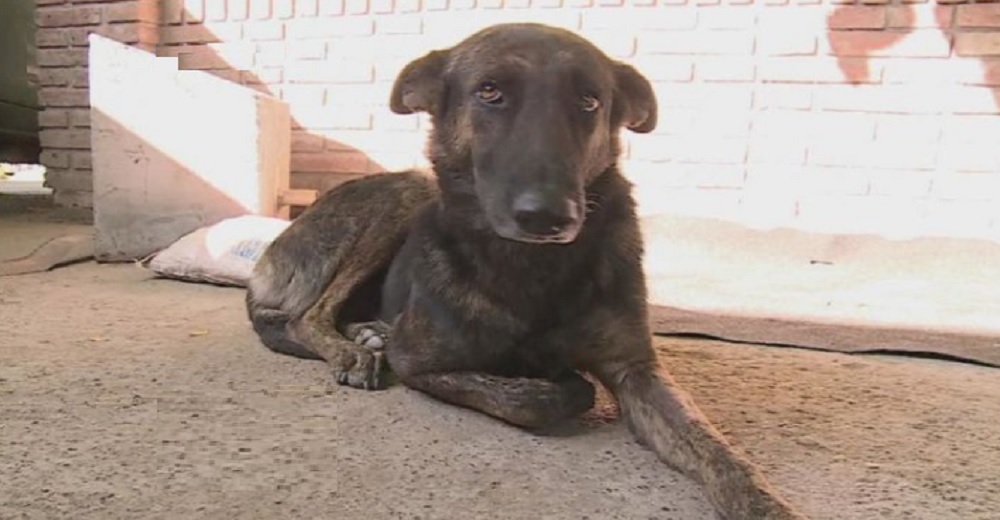 Una perrita recorre más de 160 km en busca de las únicas personas que un día le demostraron amor