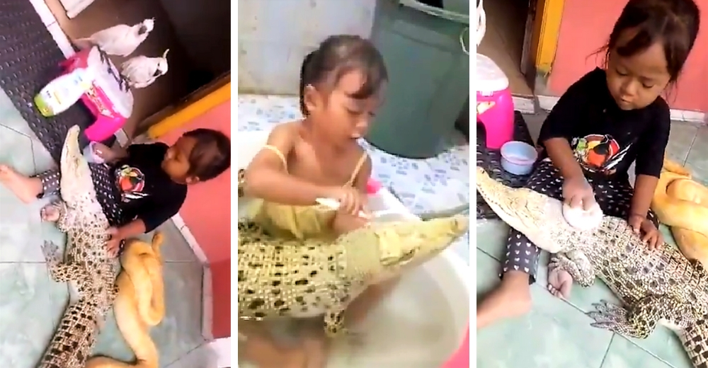 Se viraliza el video de una niña jugando con un cocodrilo y una pitón como si fueran juguetes