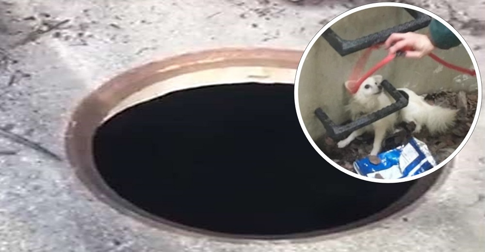 Rescatan a una chihuahua petrificada del miedo tras caer 3 metros al fondo de un pozo sin tapa Rescatan a una chihuahua petrificada del miedo tras caer 3 metros al fondo de un pozo sin tapa