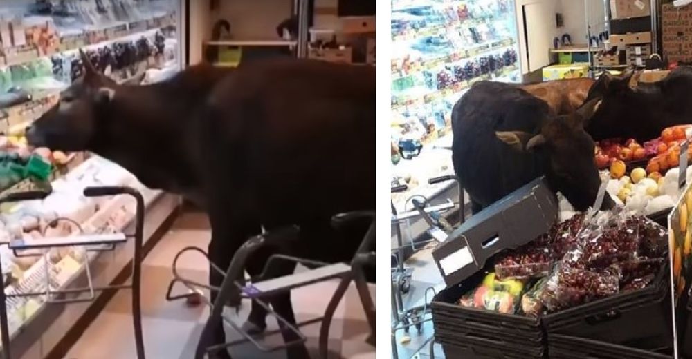 Una pandilla de vacas invade una tienda y devoran todos los vegetales Una pandilla de vacas invade una tienda y devoran todos los vegetales