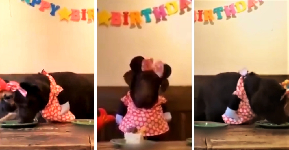Le festejan el cumpleaños a una perrita y se resiste a compartir la tarta con sus invitados Le festejan el cumpleaños a una perrita y se resiste a compartir la tarta con sus invitados
