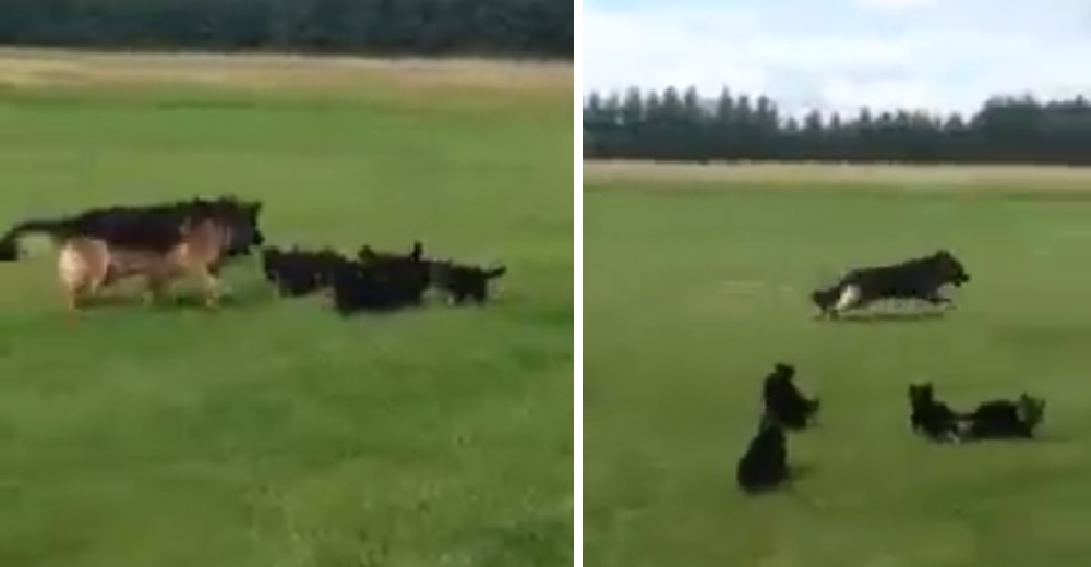 Cachorros de pastor alemán tienen una energía desbordante, pero su madre sabe muy bien qué hacer Cachorros de pastor alemán tienen una energía desbordante, pero su madre sabe muy bien qué hacer