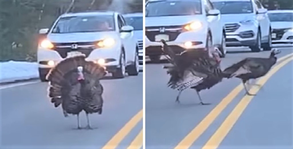 Un pavo toma el papel de Guardia de Cruce para asegurarse de que sus amigas lleguen al otro lado Un pavo toma el papel de Guardia de Cruce para asegurarse de que sus amigas lleguen al otro lado