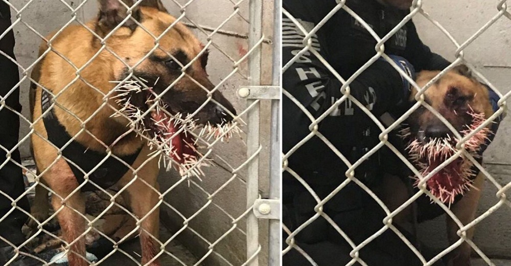 Perro policía lucha por capturar a un sospechoso– Acaba con 200 púas de puercoespín en el hocico Perro policía lucha por capturar a un sospechoso– Acaba con 200 púas de puercoespín en el hocico