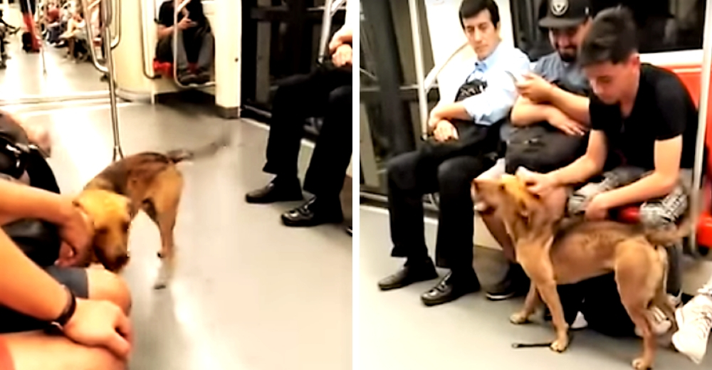 Un perrito se pierde en un metro concurrido y los pasajeros reaccionan Un perrito se pierde en un metro concurrido y los pasajeros reaccionan