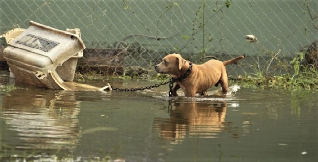 Una nueva ley hará que sea ilegal abandonar a los perros en medio de un desastre natural Una nueva ley hará que sea ilegal abandonar a los perros en medio de un desastre natural