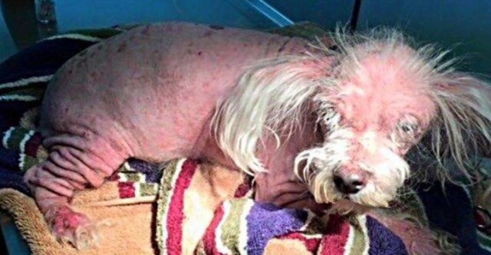 La increíble transformación de un perrito abandonado que contó con la ayuda de ángeles sin alas La increíble transformación de un perrito abandonado que contó con la ayuda de ángeles sin alas