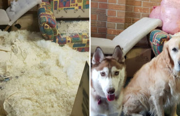 Perros destruyen sofa