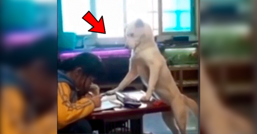 Perrito vigila a su pequeña humana para que realice sus tareas y no se distraiga con el teléfono Perrito vigila a su pequeña humana para que realice sus tareas y no se distraiga con el teléfono