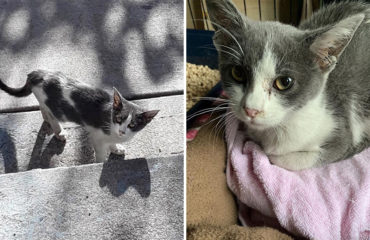 Pistachio gatita rescatada en Los Angeles