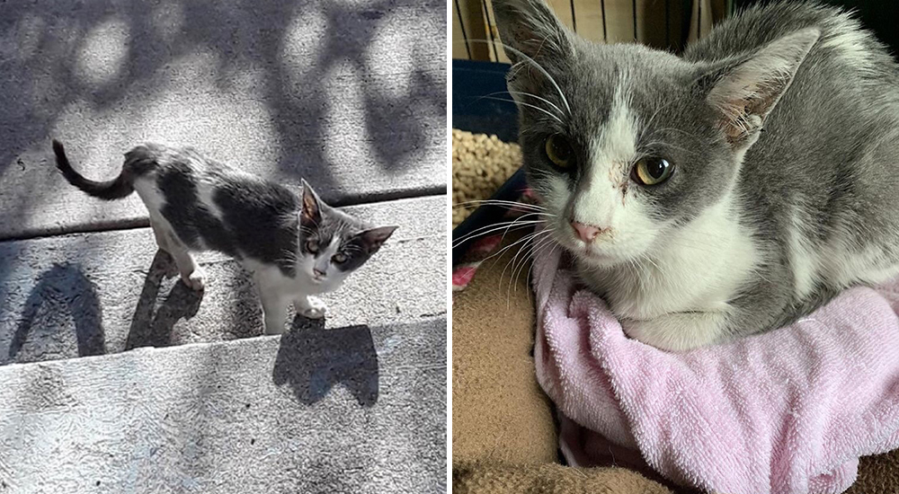 Ronca de llorar en busca de un hogar y comida, esta gatita finalmente consigue refugio Ronca de llorar en busca de un hogar y comida, esta gatita finalmente consigue refugio