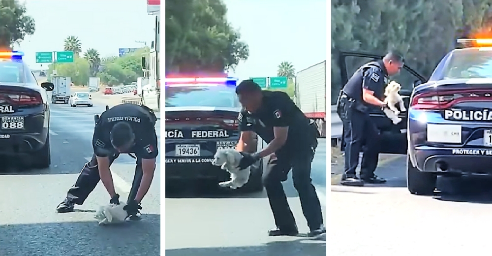 Un policía arriesga su vida para rescatar a un indefenso perrito en una peligrosa carretera Un policía arriesga su vida para rescatar a un indefenso perrito en una peligrosa carretera