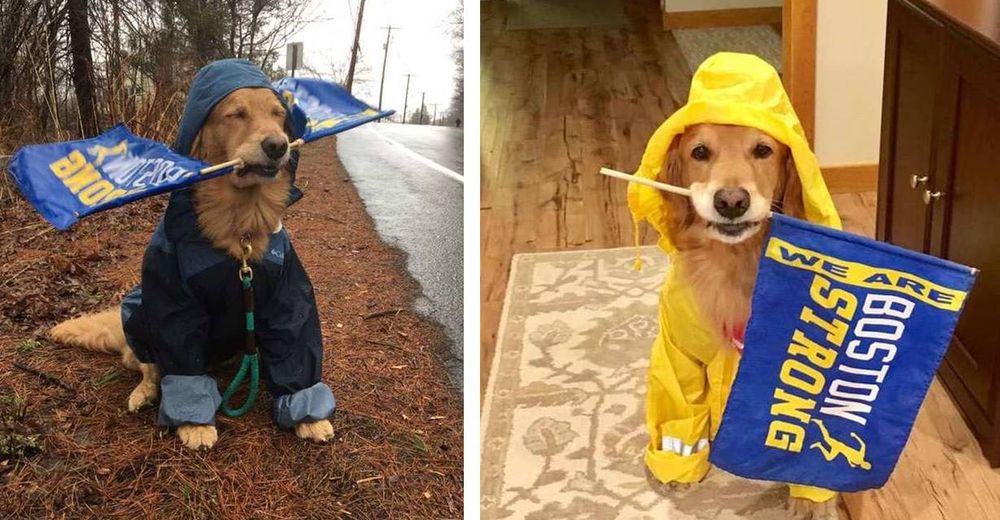 La lluvia no impidió que un hermoso perrito animara a los corredores en una maratón La lluvia no impidió que un hermoso perrito animara a los corredores en una maratón