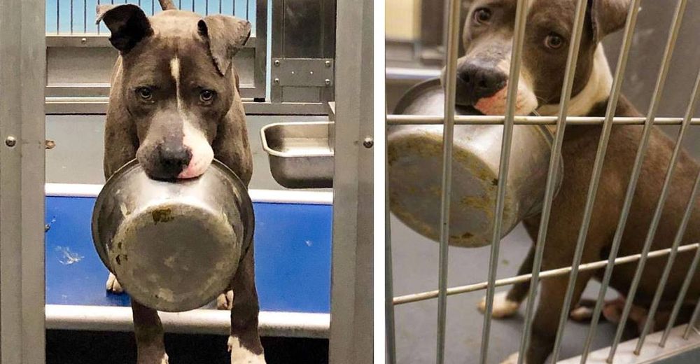 Un hermoso perrito se niega a ser adoptado sin llevar su plato de comida Un hermoso perrito se niega a ser adoptado sin llevar su plato de comida