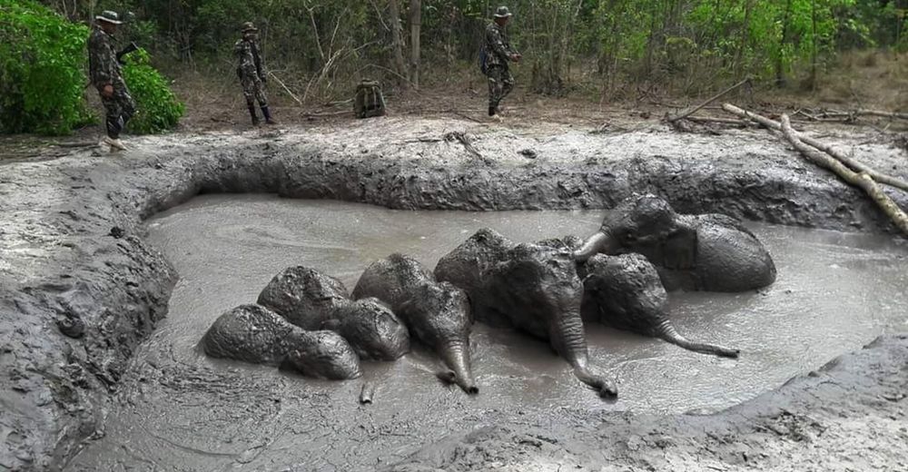 Rescatan a 6 angustiados elefantes bebés atorados en el lodo, sólo querían encontrar a sus papás