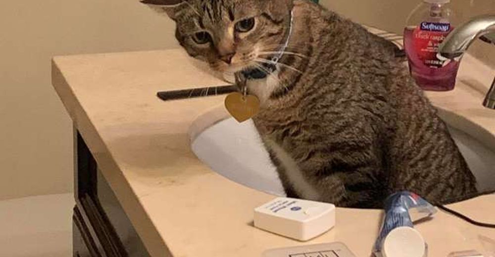Un lavamanos se convierte el el escondite de un gato cuando es visitado por un pequeño perrito Un lavamanos se convierte el el escondite de un gato cuando es visitado por un pequeño perrito