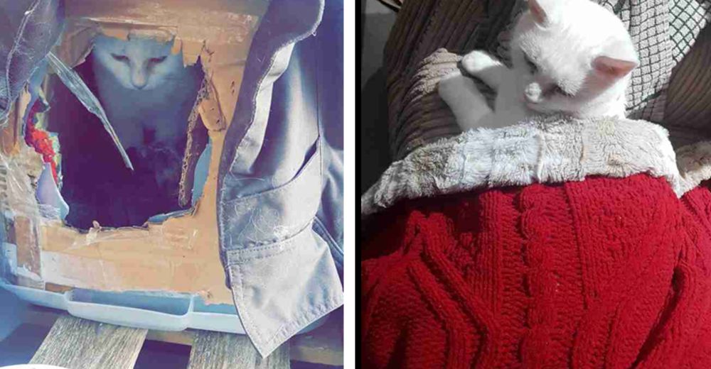 Vivió mucho tiempo en una caja de cartón – Ahora descubre lo que significa permanecer abrigado Vivió mucho tiempo en una caja de cartón – Ahora descubre lo que significa permanecer abrigado