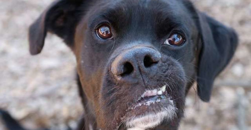 Nadie quería a este dulce perro de un refugio sólo por su cara torcida Nadie quería a este dulce perro de un refugio sólo por su cara torcida