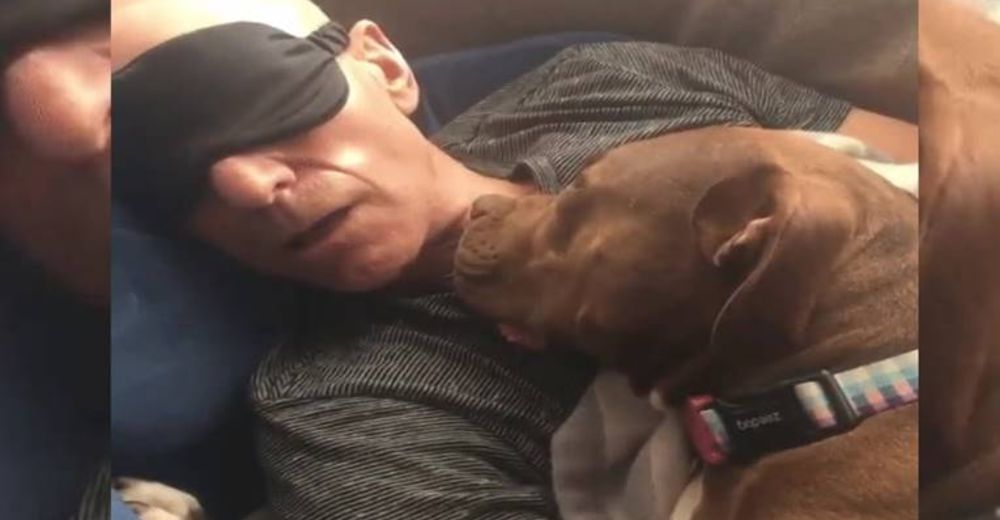 El actor Patrick Stewart adopta una hermosa pitbull que no puede parar de sonreírle El actor Patrick Stewart adopta una hermosa pitbull que no puede parar de sonreírle