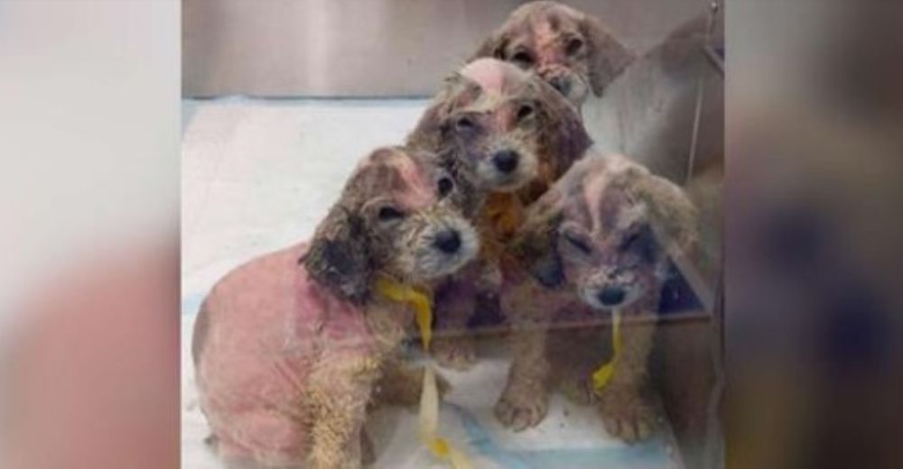 Nadie podía decir qué tipo de perros eran estos pequeños cachorros sin pelos Nadie podía decir qué tipo de perros eran estos pequeños cachorros sin pelos
