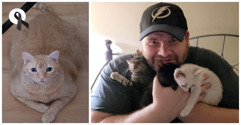 Fue incapaz de resistirse a adoptar a 3 gatitos que ni bien conocerse se amaron como hermanos Fue incapaz de resistirse a adoptar a 3 gatitos que ni bien conocerse se amaron como hermanos