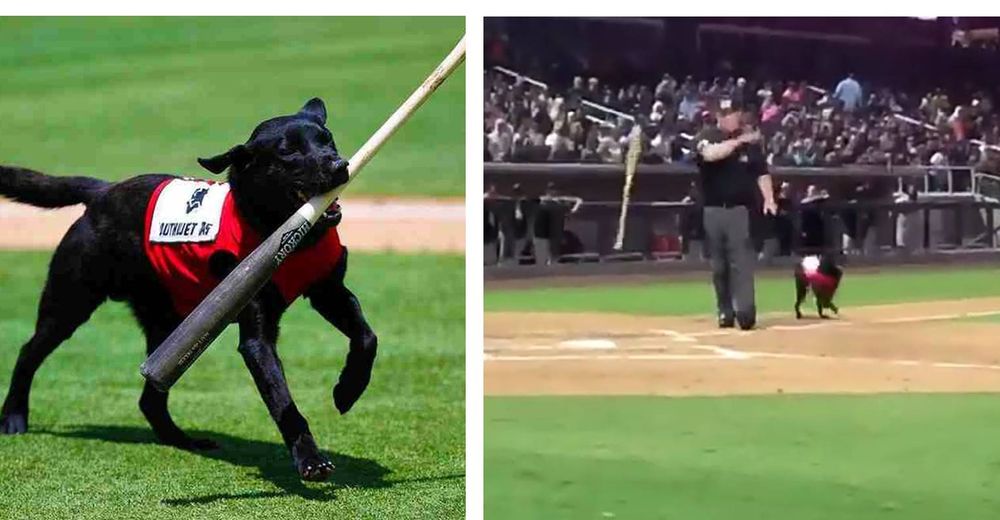 Fanáticos abuchean al árbitro de béisbol por ser grosero con la hermosa mascota del equipo Fanáticos abuchean al árbitro de béisbol por ser grosero con la hermosa mascota del equipo