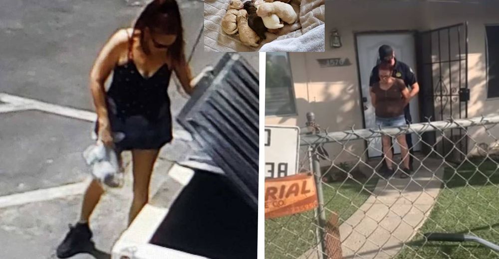 Encuentran a la mujer a la que grabaron abandonando 7 cachorros recién nacidos Encuentran a la mujer a la que grabaron abandonando 7 cachorros recién nacidos