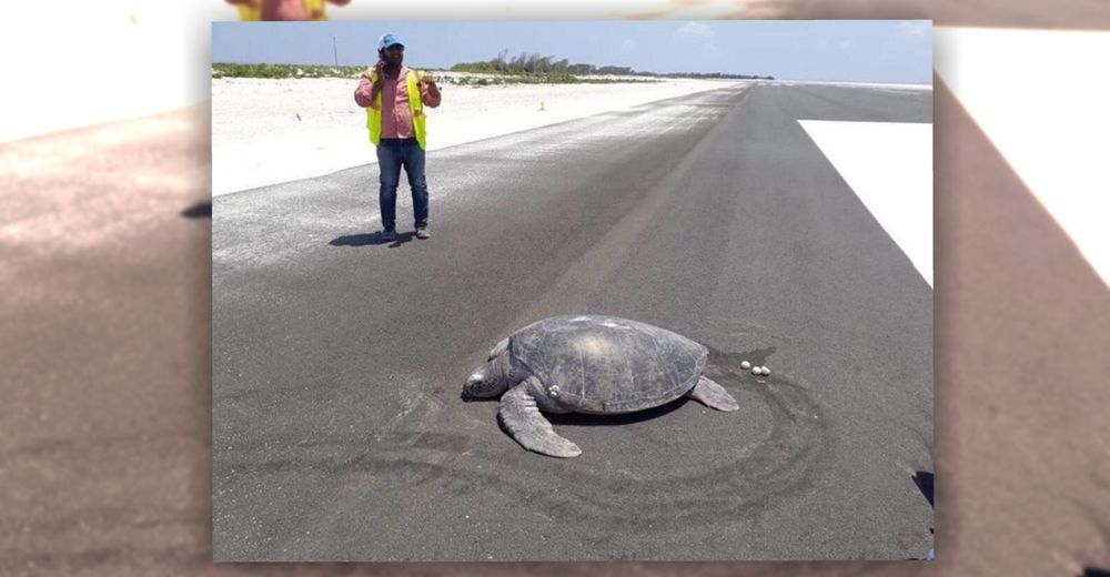 Una tortuga gigante regresa al lugar donde anidó para poner huevos y encuentra todo pavimentado