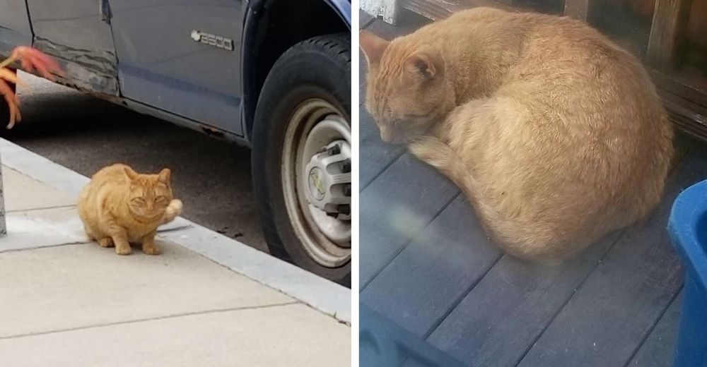 Un gatito se aparece en el porche de esta mujer y decide que nadie lo moverá de ahí Un gatito se aparece en el porche de esta mujer y decide que nadie lo moverá de ahí