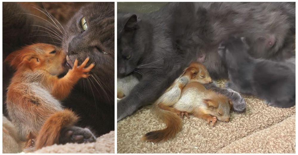 A esta mamá que ya tenía sus bebés le presentan 4 ardillas huérfanas y reacciona A esta mamá que ya tenía sus bebés le presentan 4 ardillas huérfanas y reacciona