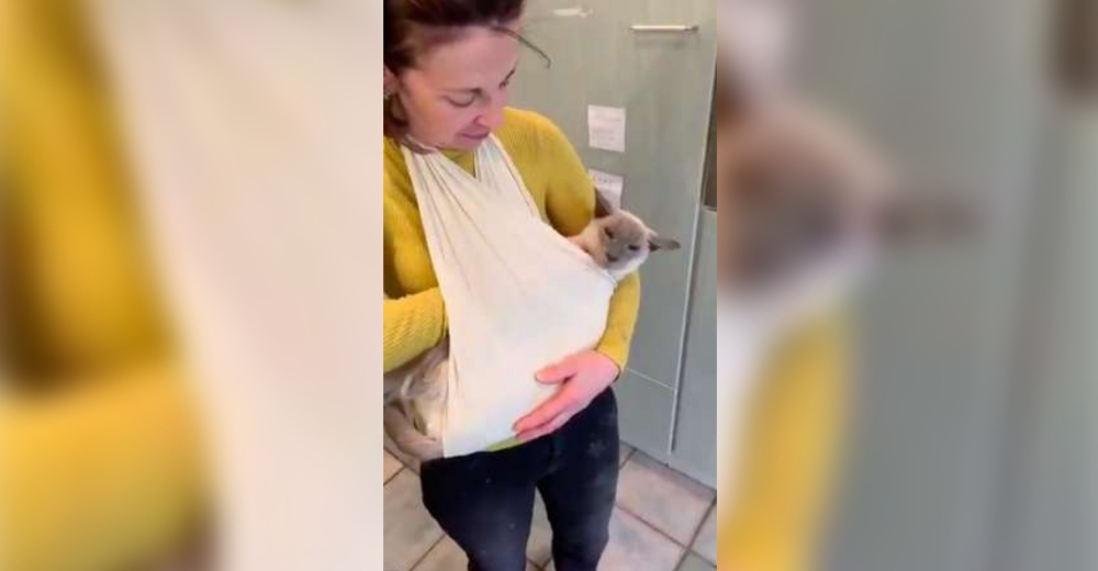 Una familia crea un arnés especial para que su gato con artritis se sienta querido Una familia crea un arnés especial para que su gato con artritis se sienta querido