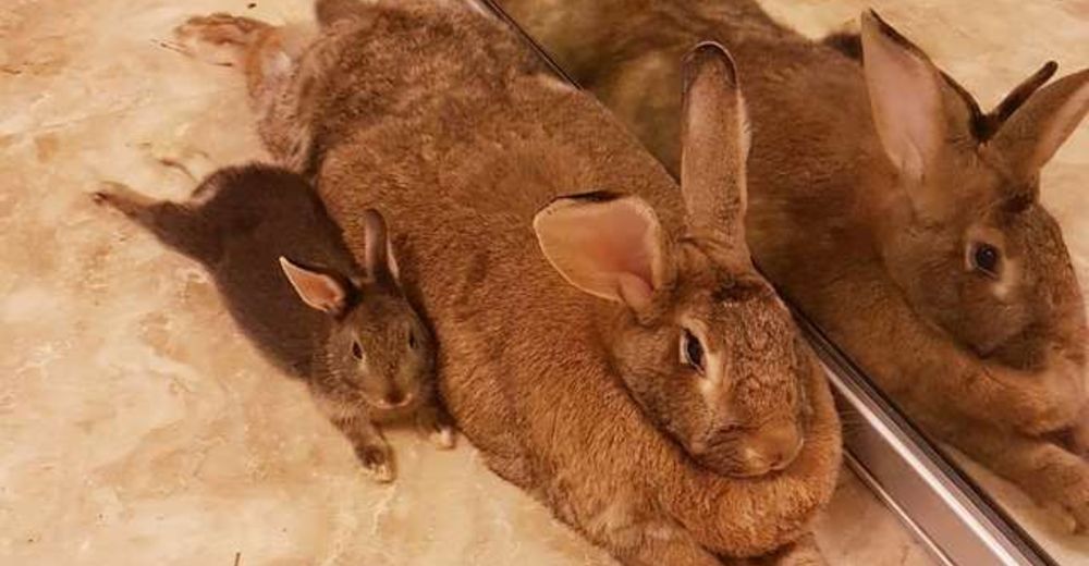 Este diminuto conejo está obsesionado con su novia que es 4 veces más grande que él Este diminuto conejo está obsesionado con su novia que es 4 veces más grande que él