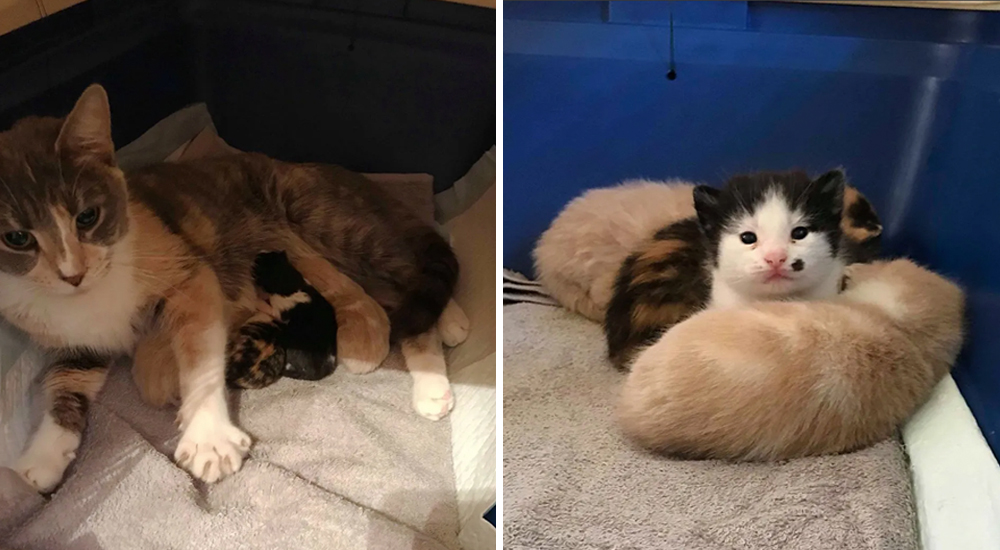 Una gatita embarazada es abandonada por su dueño, pero encuentra el mejor lugar para dar a luz Una gatita embarazada es abandonada por su dueño, pero encuentra el mejor lugar para dar a luz