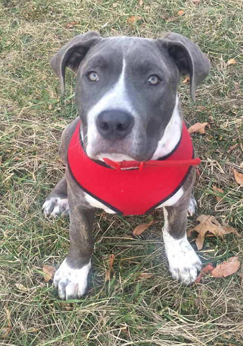 Sherman pitbull con patas enfermas