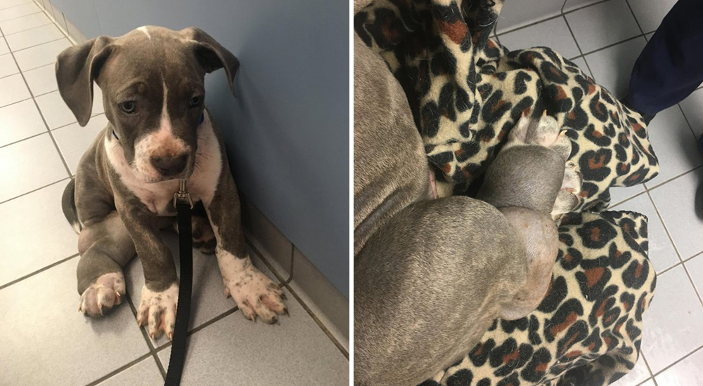 Pensó que tenía un esguince en su pata, después entendió que sus males eran culpa de su criador Pensó que tenía un esguince en su pata, después entendió que sus males eran culpa de su criador