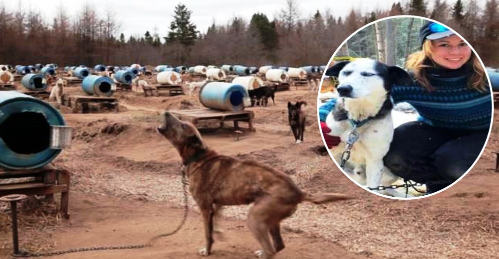 Él logró escapar para enseñarnos la terrible realidad que cientos de perros siguen enfrentando Él logró escapar para enseñarnos la terrible realidad que cientos de perros siguen enfrentando