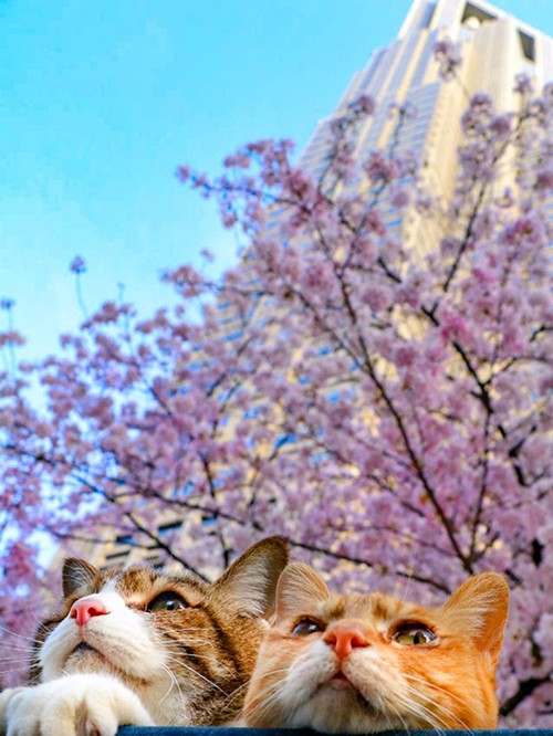 The Travelling Cats